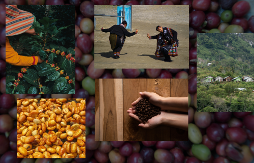 Unveiling the Mystery of Gayo Coffee: Uniqueness and Deliciousness from Aceh Land