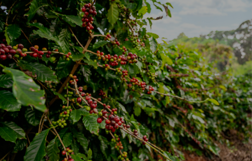 Discovering the Bold Flavors of Mandailing Coffee: A Journey through Sumatra’s Highlands