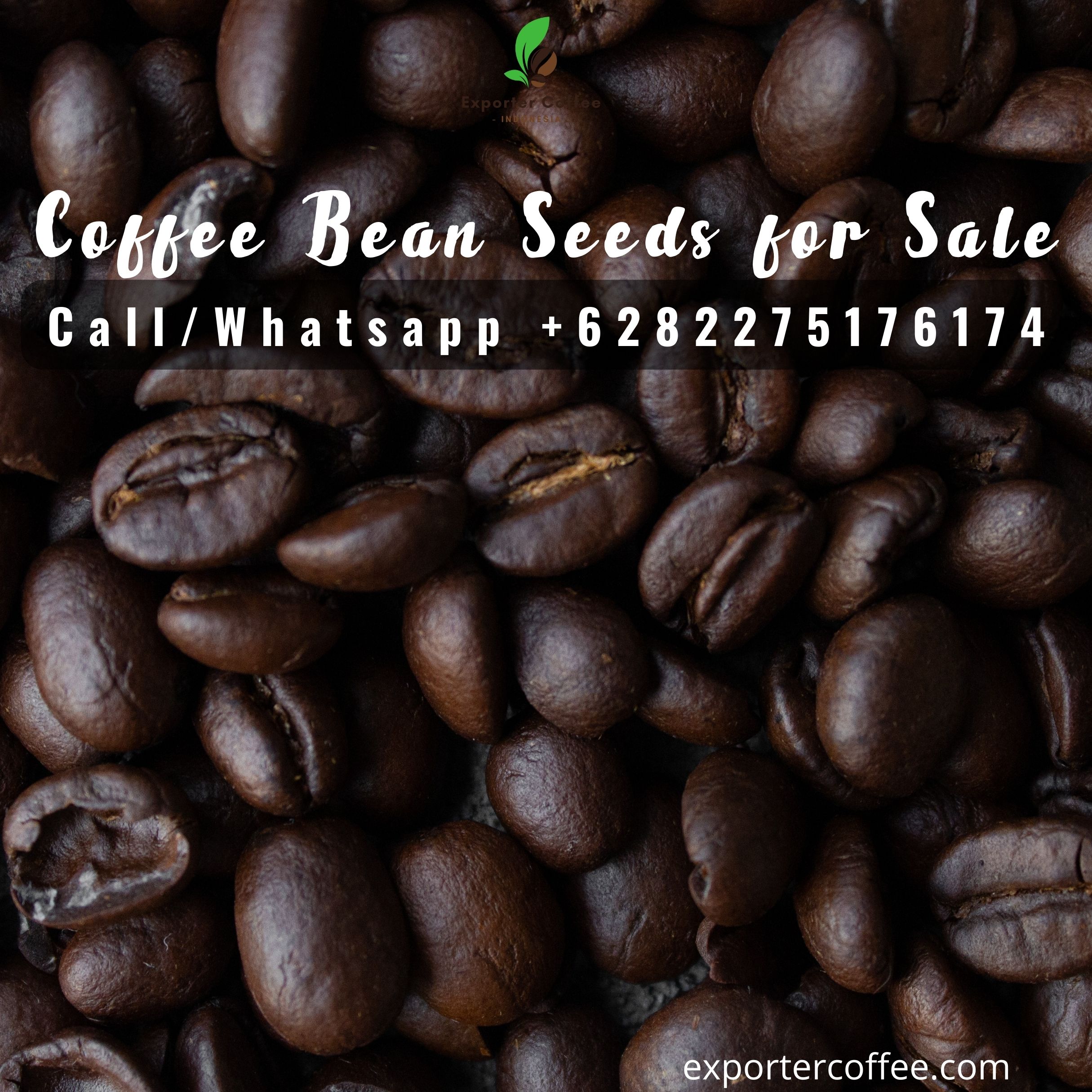 Coffee Bean Seeds for Sale