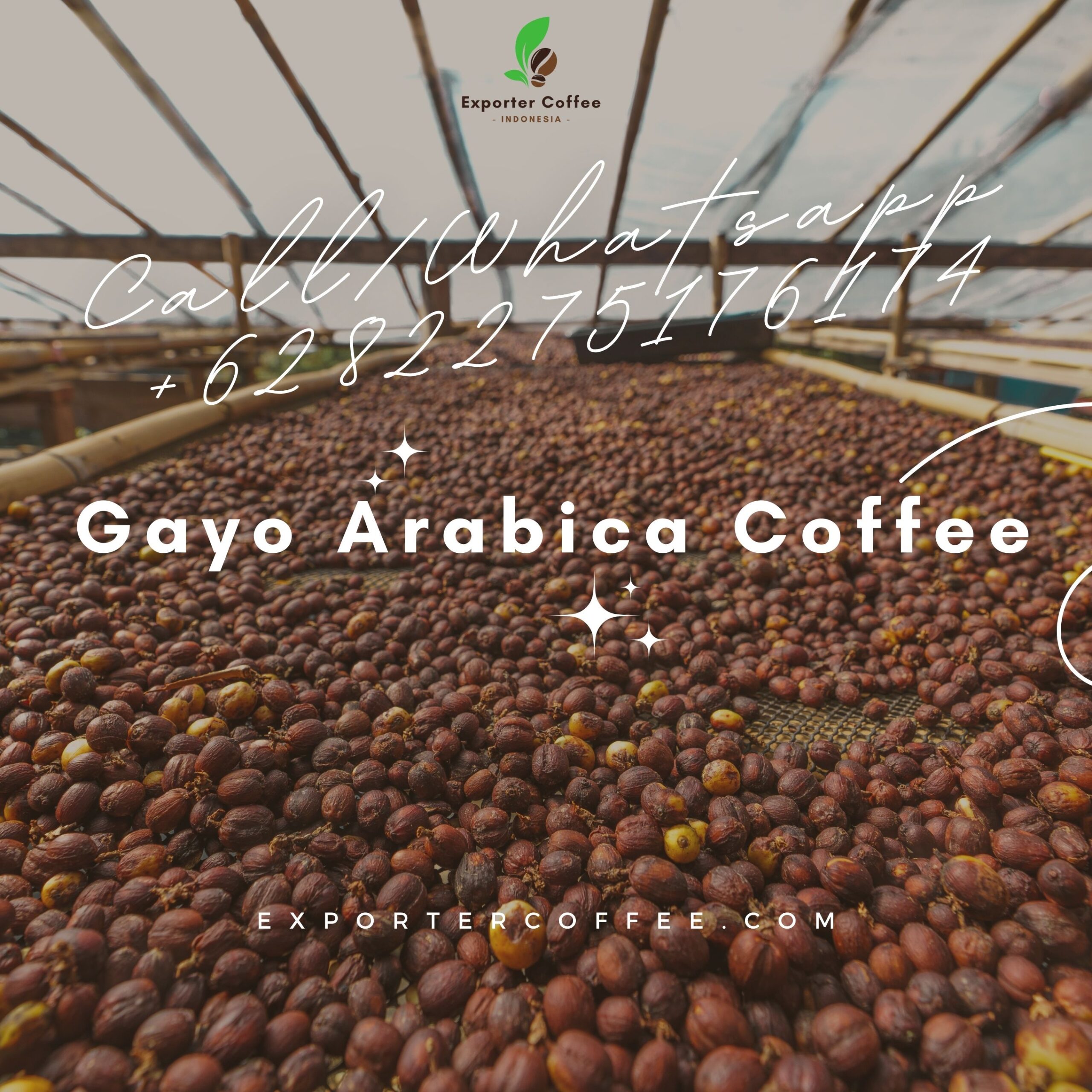 Gayo Arabica Coffee