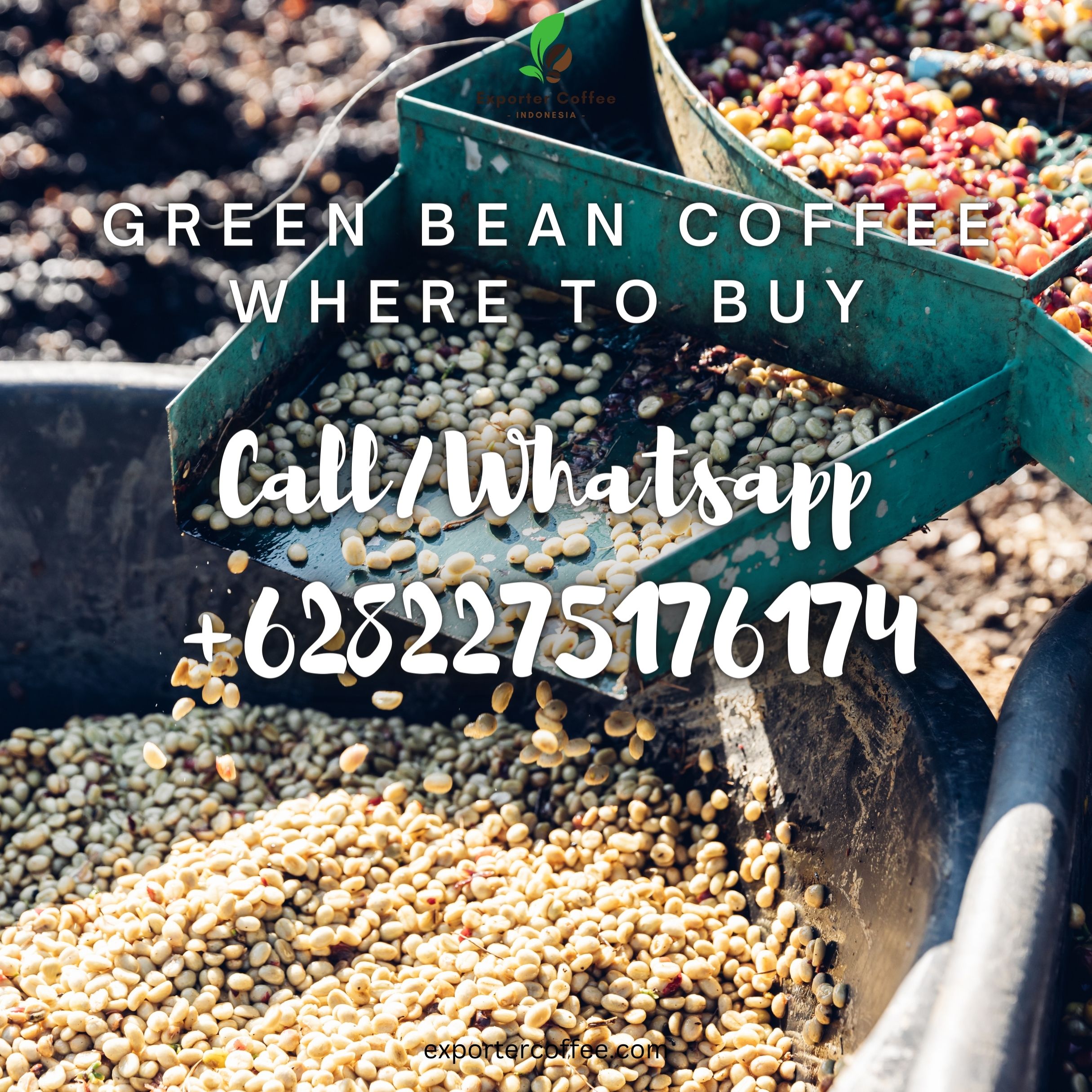 Green Bean Coffee Where to Buy