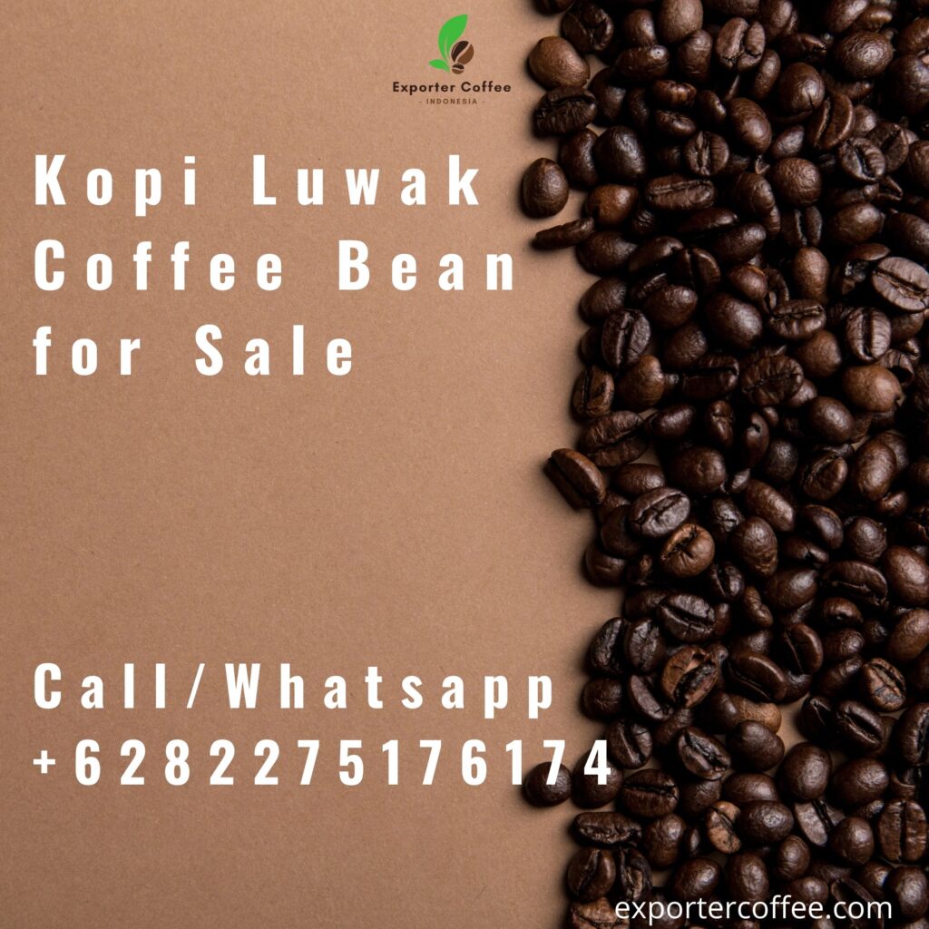 Kopi Luwak Coffee Bean for Sale