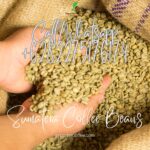 Sumatera Coffee Beans : Explore the Richness of Sumatran Coffee Beans