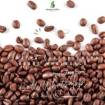 Sumatra Coffee Green Beans Wholesale: the Exquisite Flavor of Sumatra Coffee Green Beans