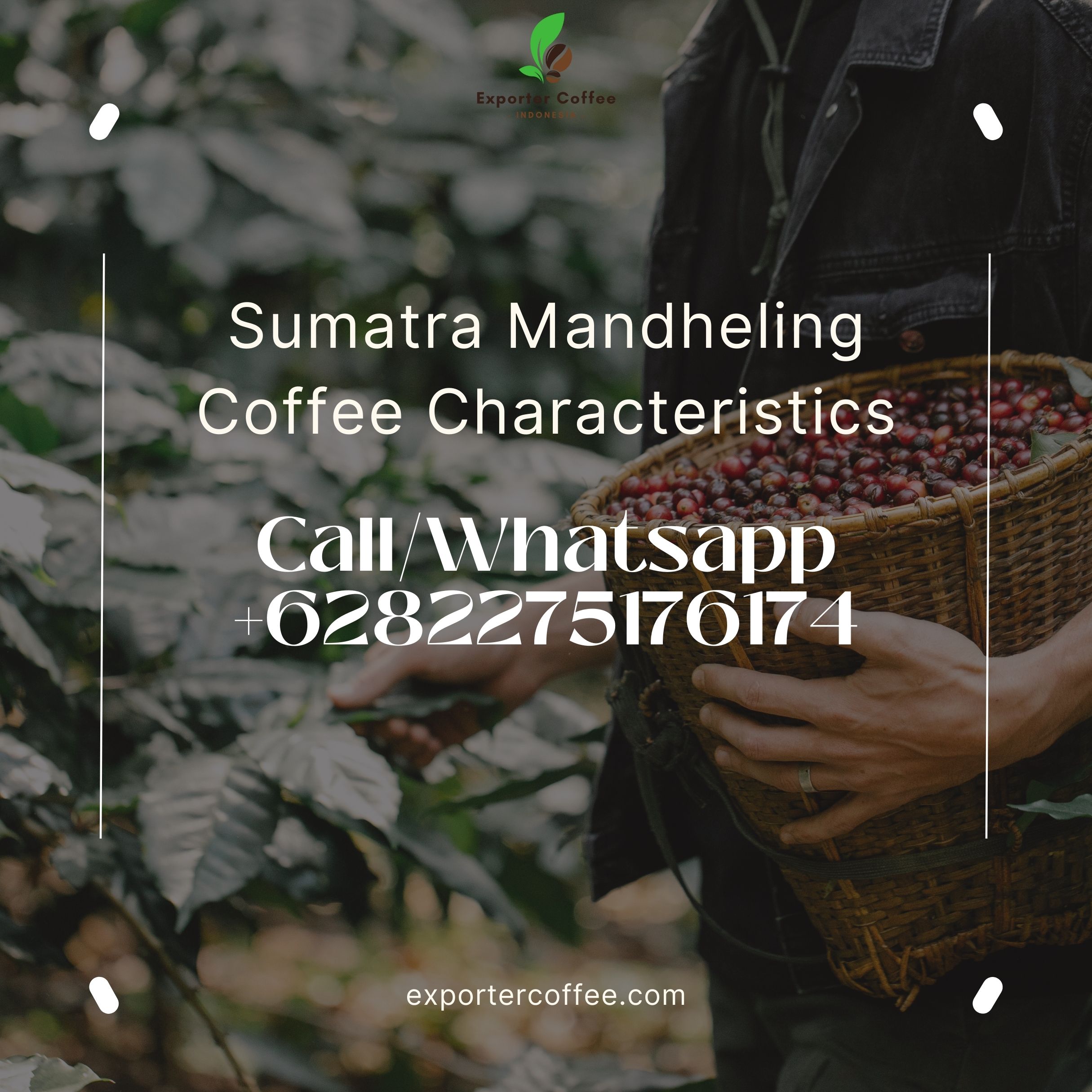 Sumatra Mandheling Coffee Characteristics