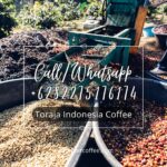 Toraja Indonesia Coffee: A Premier Coffee Experience from Exporter Coffee Indonesia