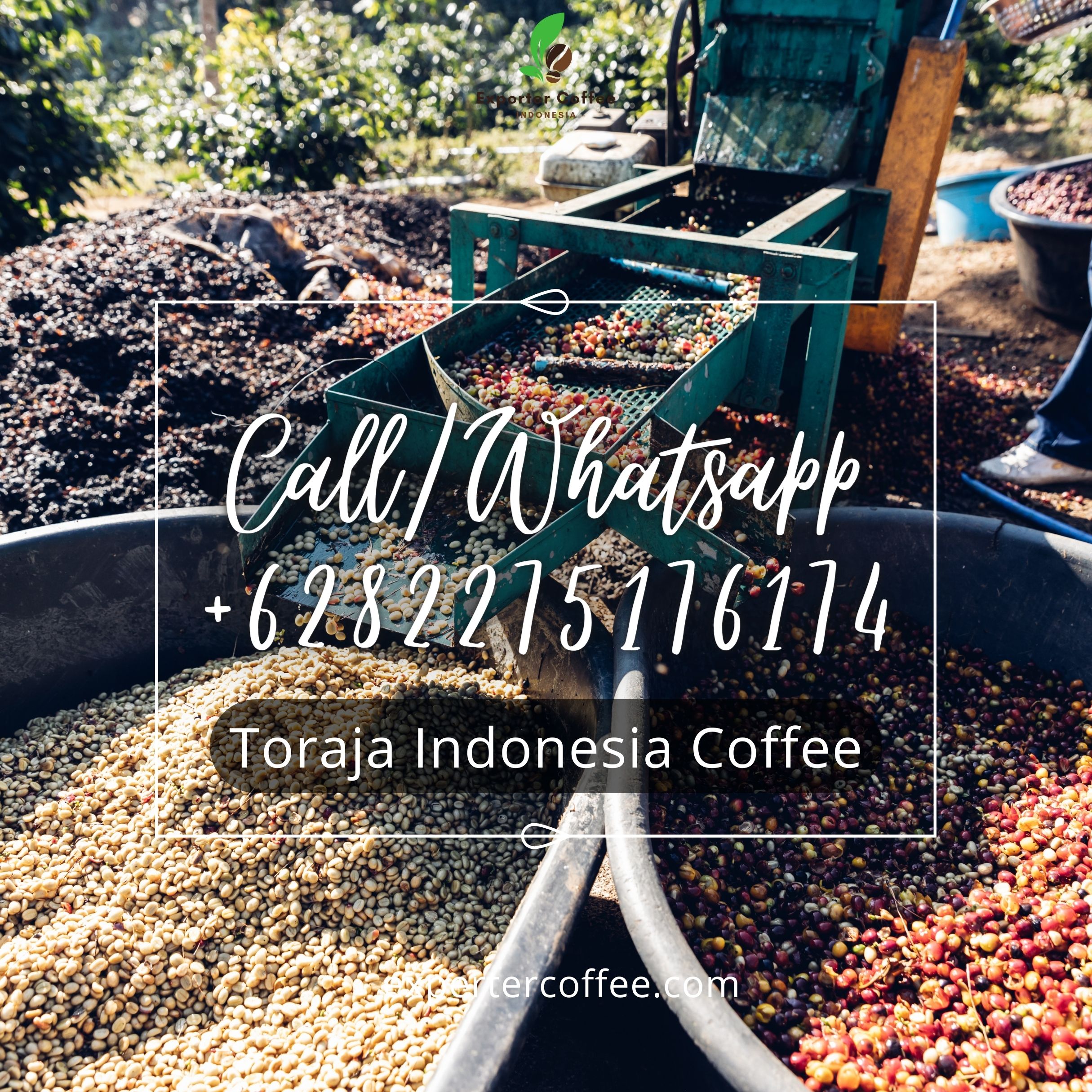 Toraja Indonesia Coffee