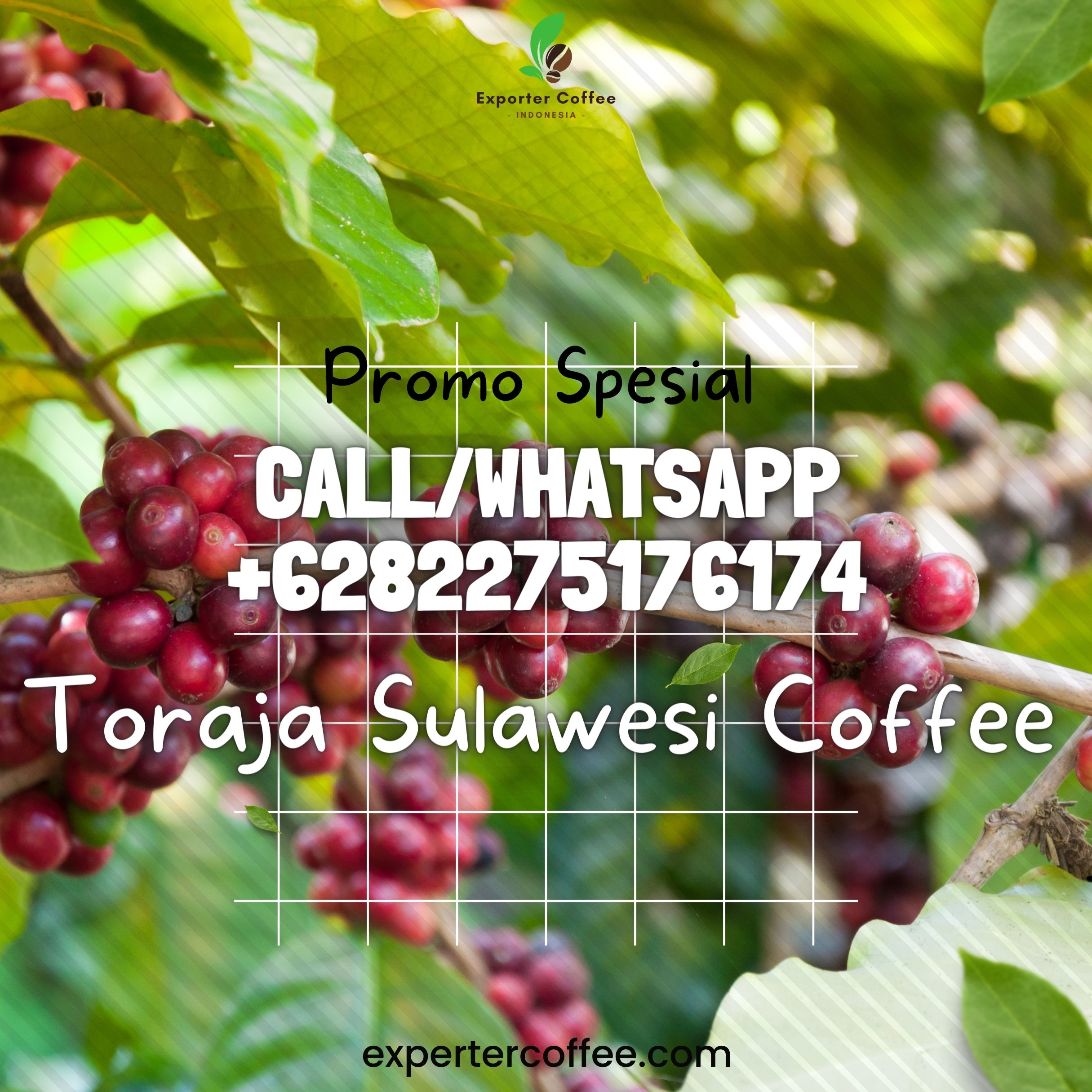 Toraja Sulawesi Coffee