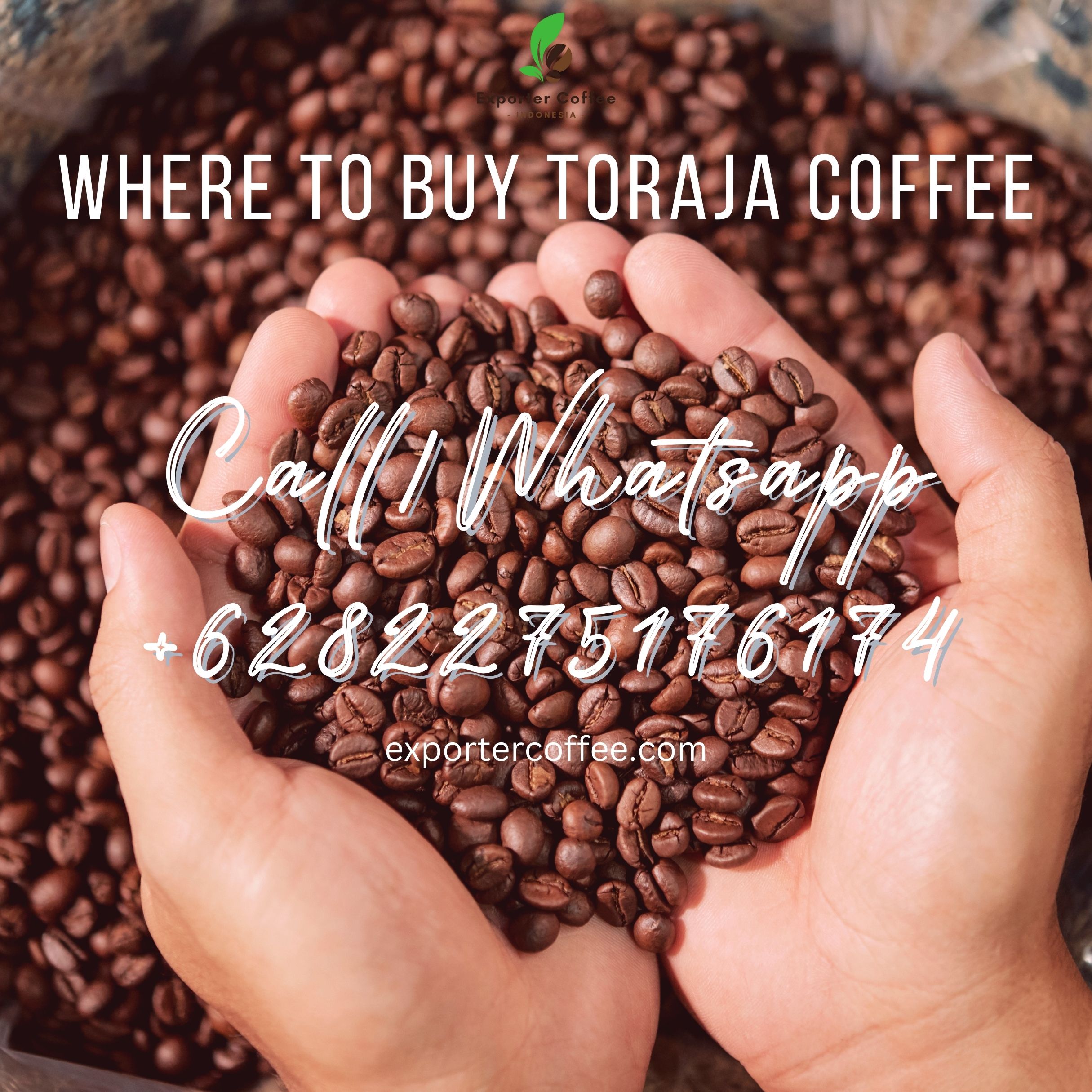 Where to Buy Toraja Coffee